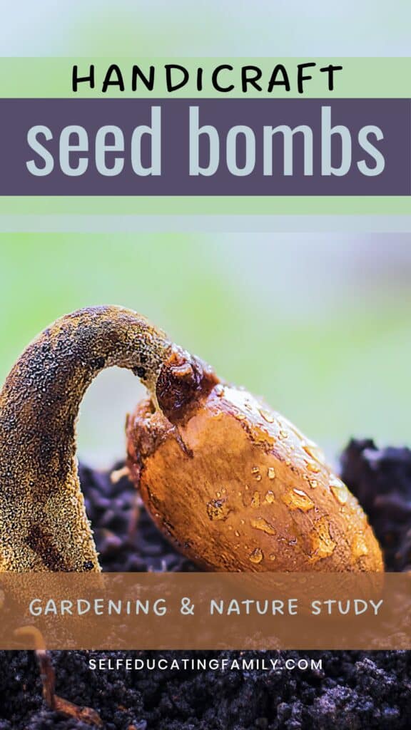 giant seedling emerging from soil