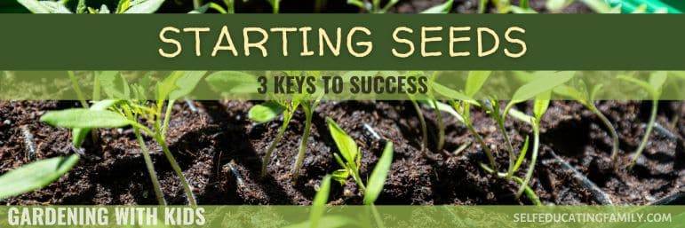 soil blocks with seedlings growing showing cotyledons and first true leaves