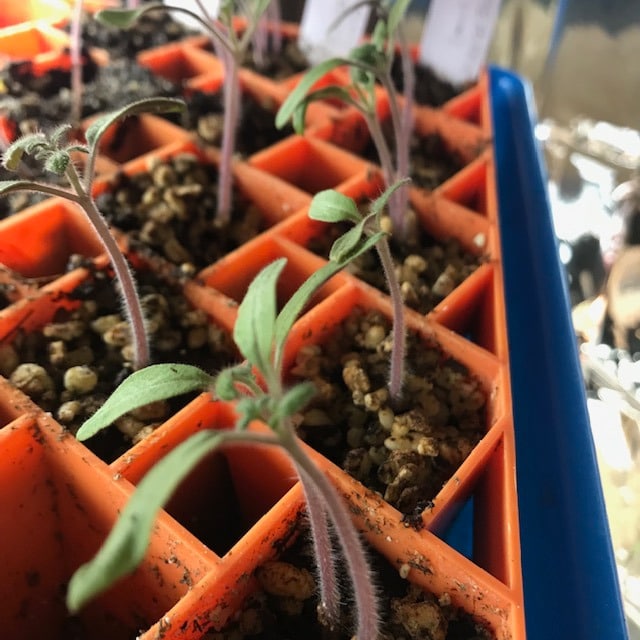 Close up of tomato seedling in an orage air prune tray
