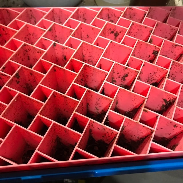 Empty, pink 72 -cell air prune tray in a blue 1020 tray