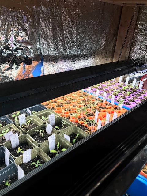 Seed starting shelf with seedlings under lights