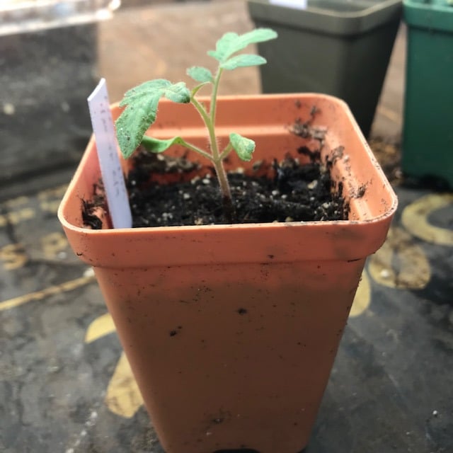 Tomato seedling in salmon colored 2.5" pot