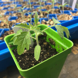 Close up of tomato seedling in 2.5" green pot