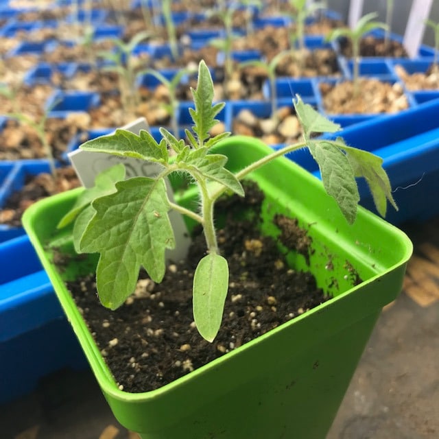 Close up of tomato seedling in 2.5" green pot