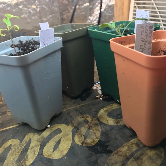 Colorful and sturdy 2.5" pots with seedlings in them