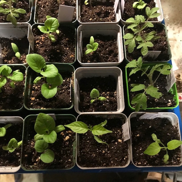Seedling transplants in 2.5" grey or green pots.