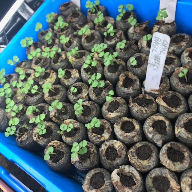 Basil seedlings in coir pellet pots in a blue 1020 tray