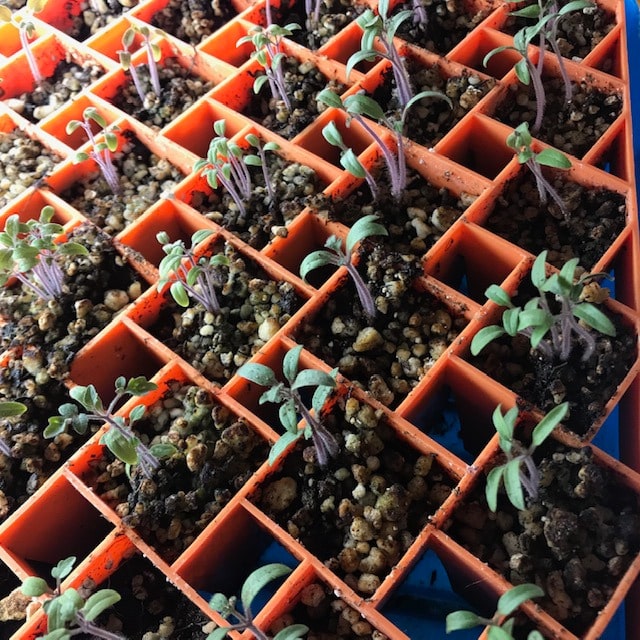 tomato seedlings in orange air-prune tray