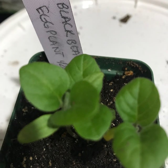 Close up of eggplant seedlings in pot